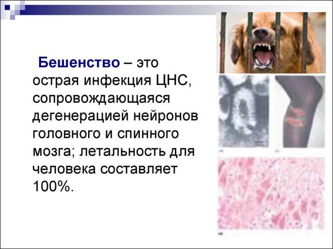 Бешенство - причины, симптомы, диагностика, лечение - медицинский портал eurolab