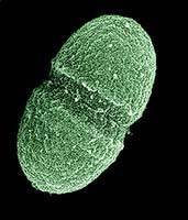 Enterococcus faecalis: что это такое, симптомы и лечение