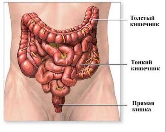 В толстом кишечнике человека обитает большое количество бактерий
