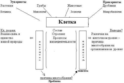 Имеют ли бактерии ядро, или особенности строения прокариотических клеток