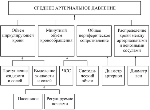 Что такое давление крови в артериях, венах, сосудах человека