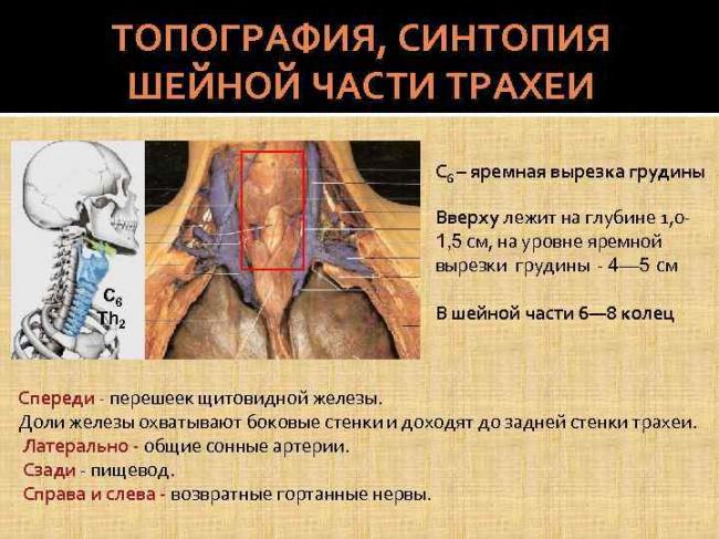 Норма щитовидной железы. функции, строение, роль в организме