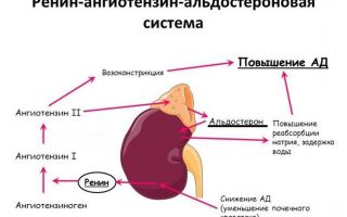 Арител плюс