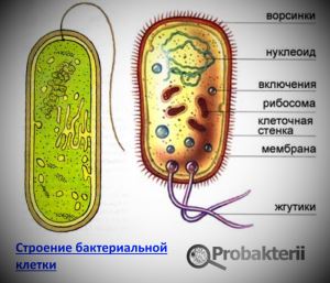 В чем главное отличие клетки бактерии от клетки животного или растения?