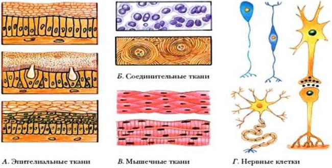 Соединительная ткань - connective tissue - qwe.wiki