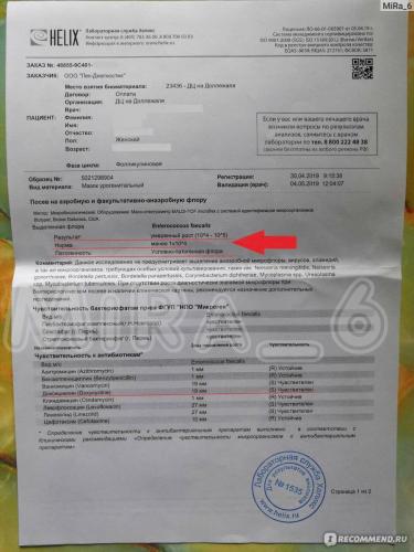 Enterococcus faecalis характеристика, морфология, патогенез