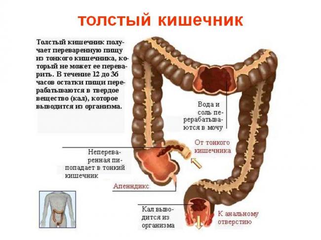 Зачем нужны и как работают бактерии в толстом кишечнике человека