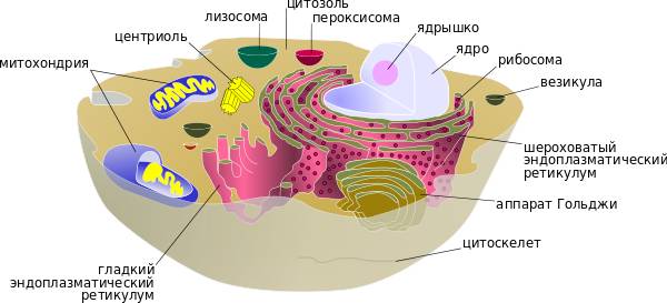 Какие особенности в строении клеток бактерий, животных и растений