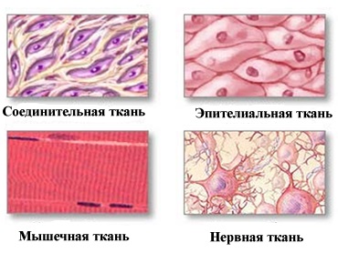 Соединительная ткань