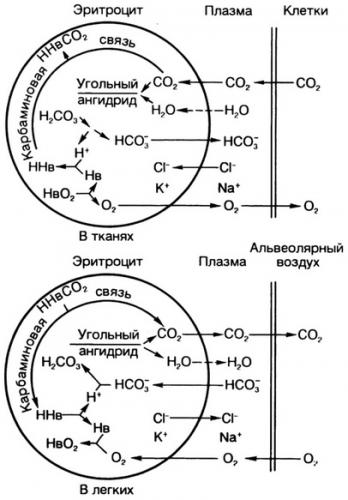 Гемоглобин