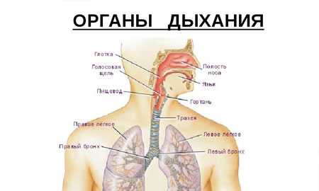 Ингаляции при воспалении лёгких: методы проведения, растворы, рекомендации