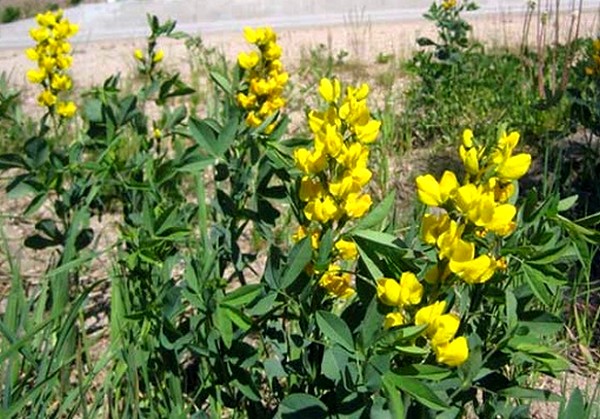 Коделак бронхо с чабрецом (codelac broncho with thymus serpyllum) инструкция по применению