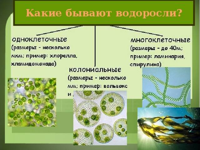 Изучаем родословную бактерий: это животные или растения?