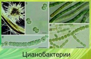 Лекарство от вирусов и болезнетворных бактерий
