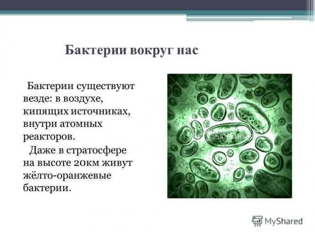 10 фактов о том, как паразиты, вирусы и бактерии помогают людям