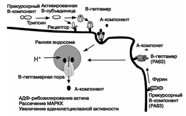 «все могут короли…», или многообразие бактериальных свойств