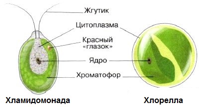 Читать книгу биология. многообразие живых организмов. 7 класс н. и. сонина : онлайн чтение - страница 3