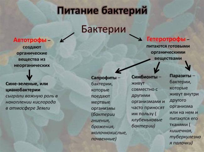 Значение бактерий в природе и жизни человека
