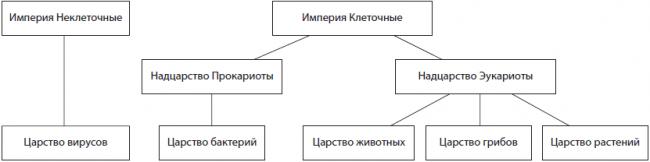 Бактерии — общая характеристика. классификация, строение, питание и роль бактерий в природе