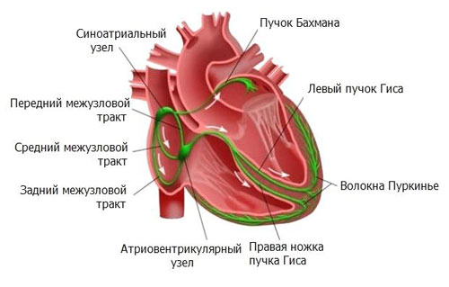 Блокада правой ножки пучка гиса: причины, основные симптомы, методы диагностики, лечение и профилактика