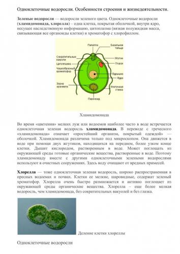 В чем заключаются особенности, строение и размножение бактерий