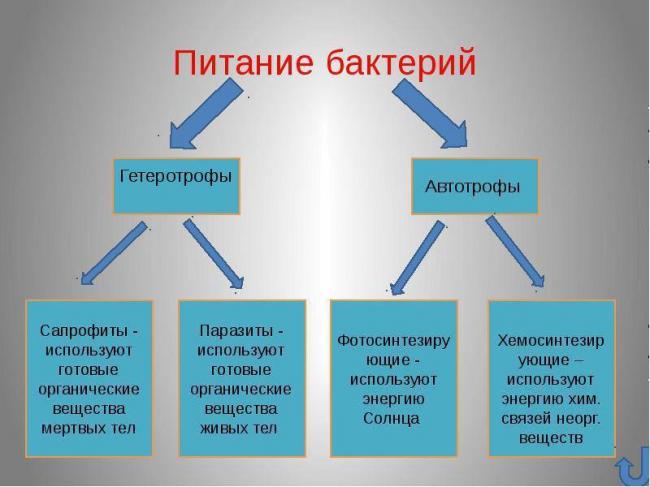 Питание бактерий краткий ответ