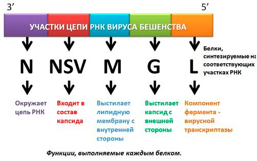 Бешенство – смертельная опасность... с гарантией