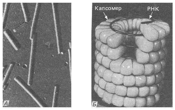 Аэробы примеры бактерий. что такое анаэробы и их классификация
