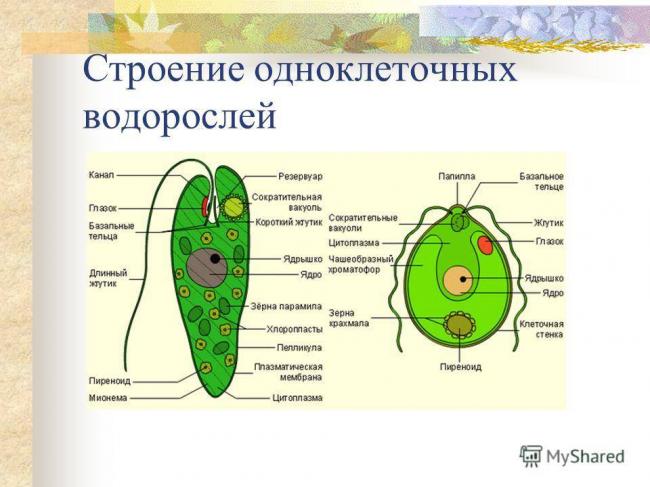 Сходства и различия в строении клеток растений, животных, грибов