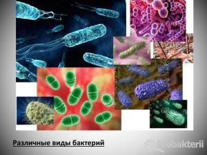 Как выглядят микробы под микроскопом?