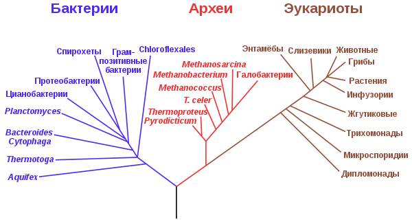 Что это такое анаэробные бактерии и анаэробные инфекции