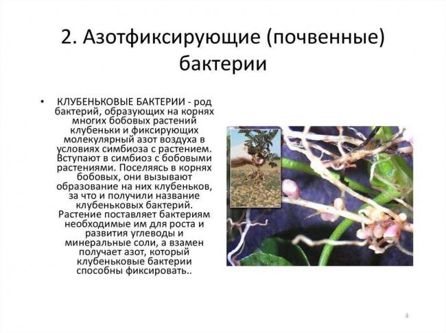 Полезные бактерии. роль и значение бактерий в жизни человека. фото