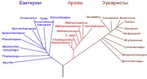 Анаэробные бактерии и организмы: что это такое