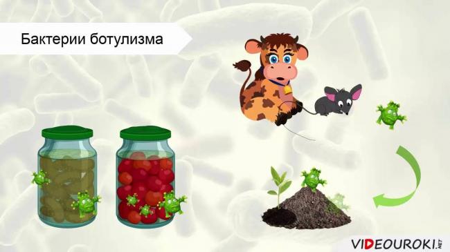Изучаем и запоминаем способы борьбы с различными болезнетворными бактериями
