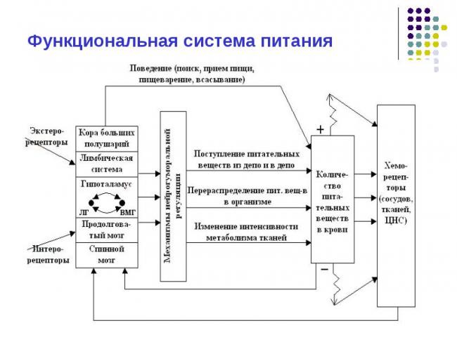 Физиологические аспекты голода и жажды. аппетит