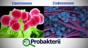 Бактерии вокруг нас