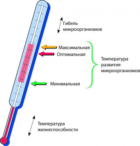 По каким признакам классифицируют бактерии