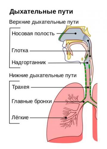 Ларинготрахеит