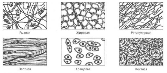 Рыхлая соединительная ткань - loose connective tissue - qwe.wiki