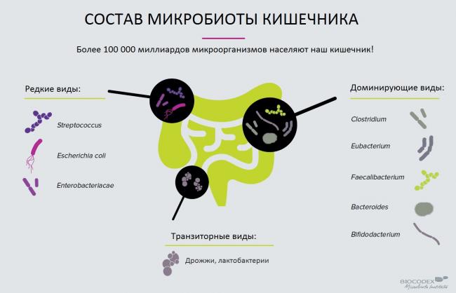 Патогенные виды спирохеты и их особенности