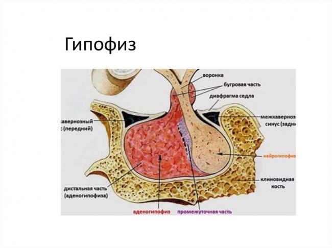 Гормоны передней (аденогипофиз) и задней (нейрогипофиз) доли гипофиза и их функции