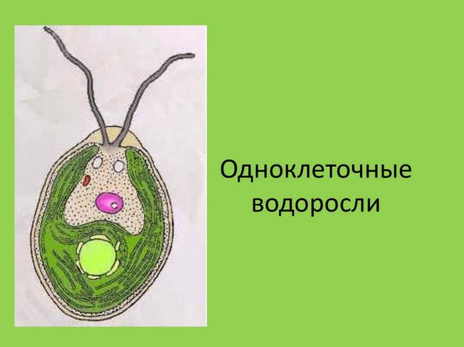 Чего мы не знали о бактериях и водорослях