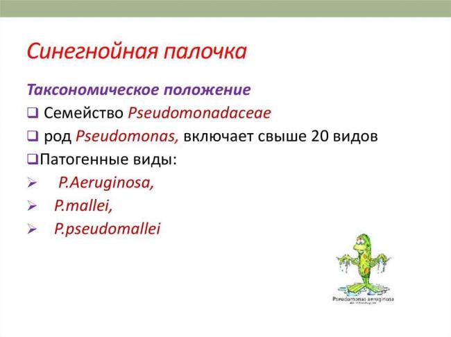 Синегнойная палочка: как передается, чем опасна, клиника, как лечить