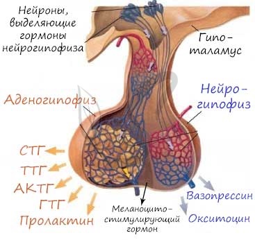 Аденогипофиз