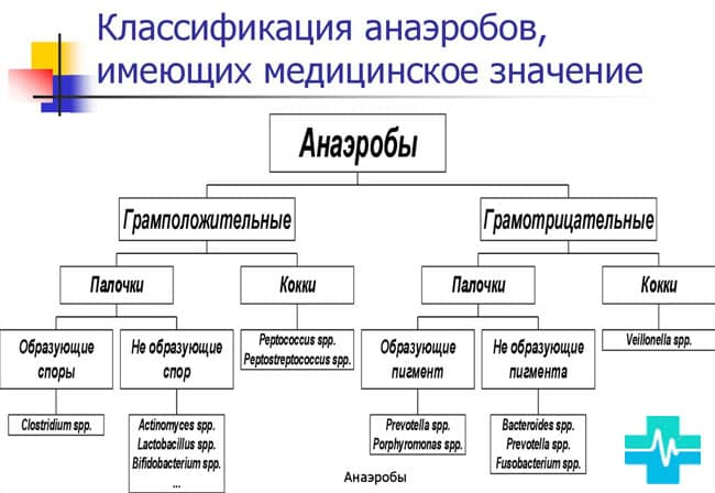 Анаэробные организмы — википедия. что такое анаэробные организмы