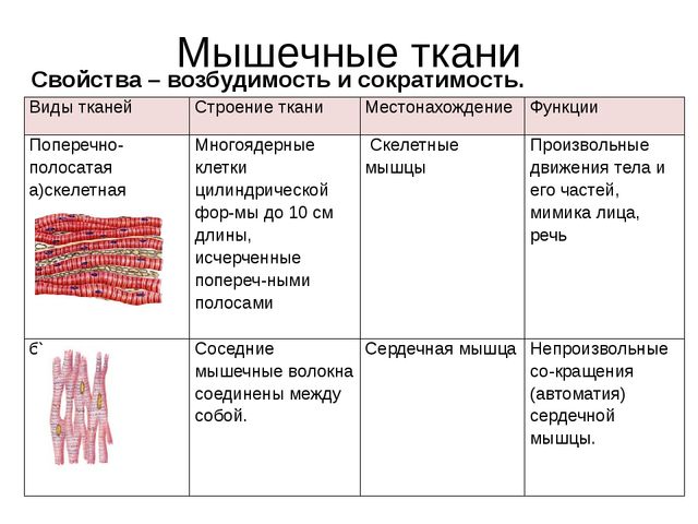Рыхлая соединительная ткань - loose connective tissue