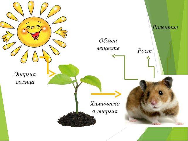 В чем заключаются главные особенности дыхания бактерий