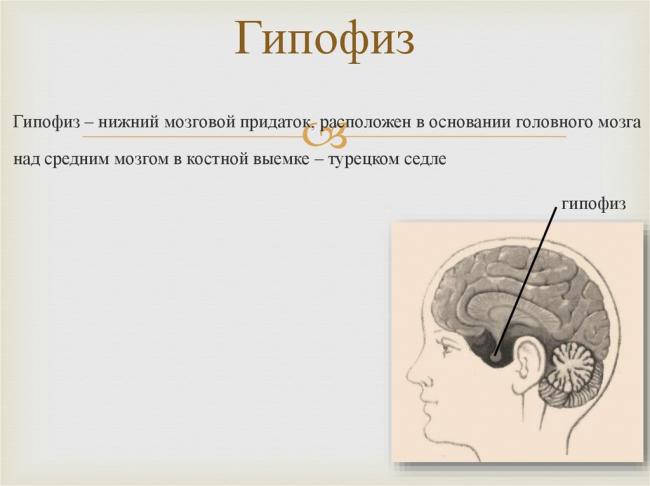 Гипофиз