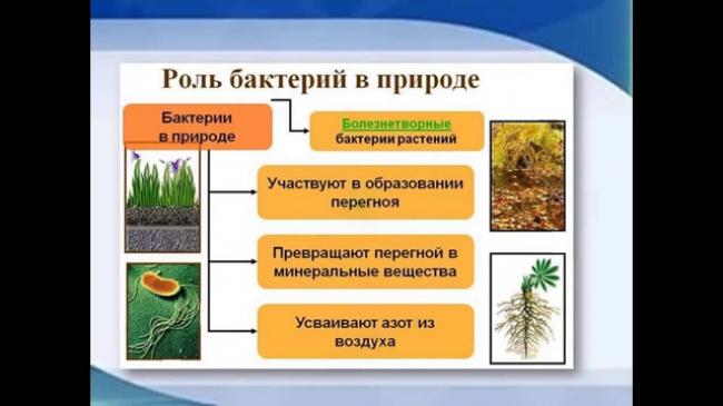 Важность роли бактерий и грибов в биоценозах земли