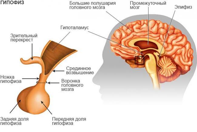 Гормоны передней (аденогипофиз) и задней (нейрогипофиз) доли гипофиза и их функции